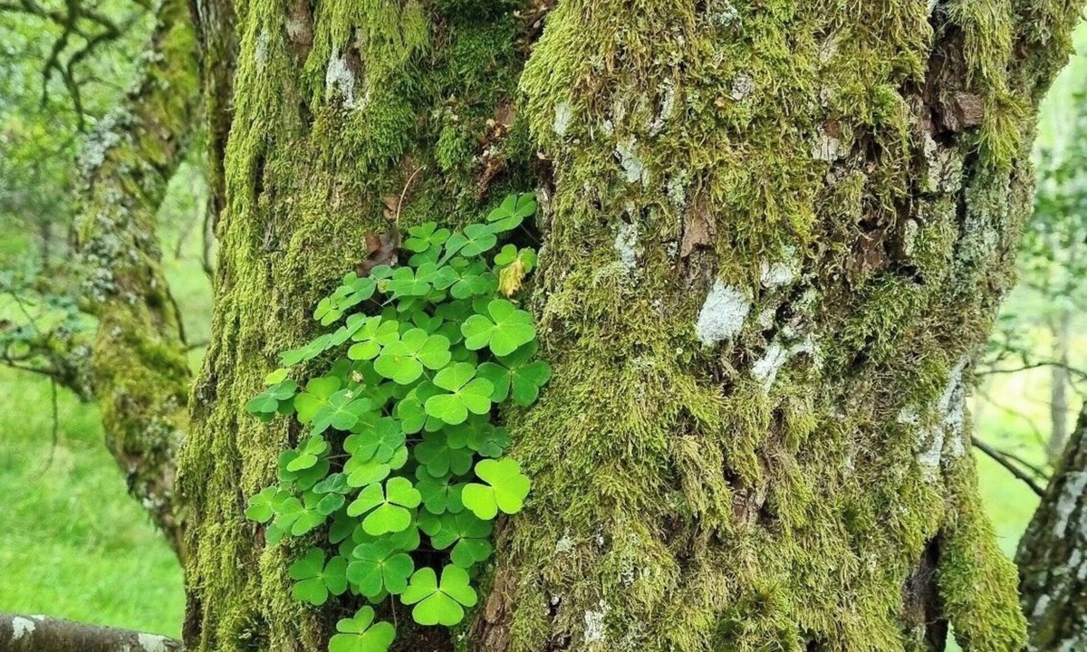 Blair Atholl House | The Firs