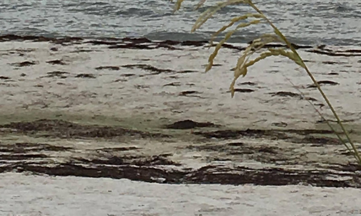 Alligator Point House | The "Forgotten Coast"