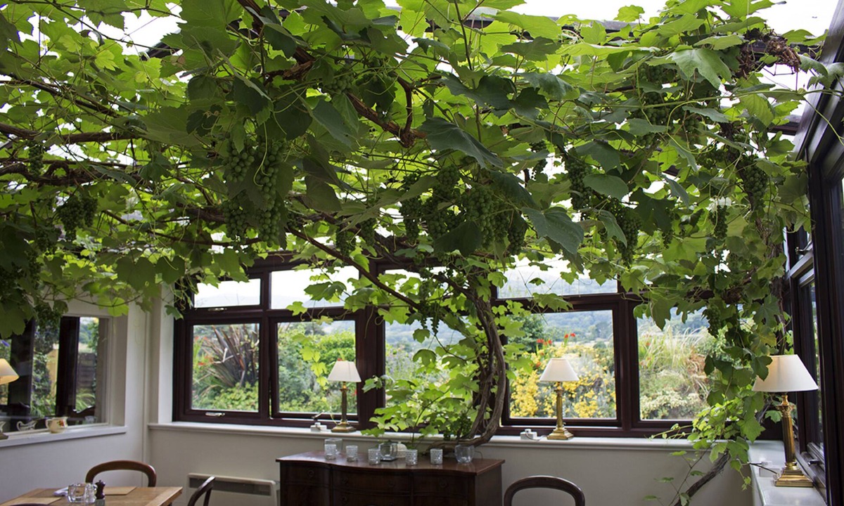 Henryd Hotel | The Groes Inn