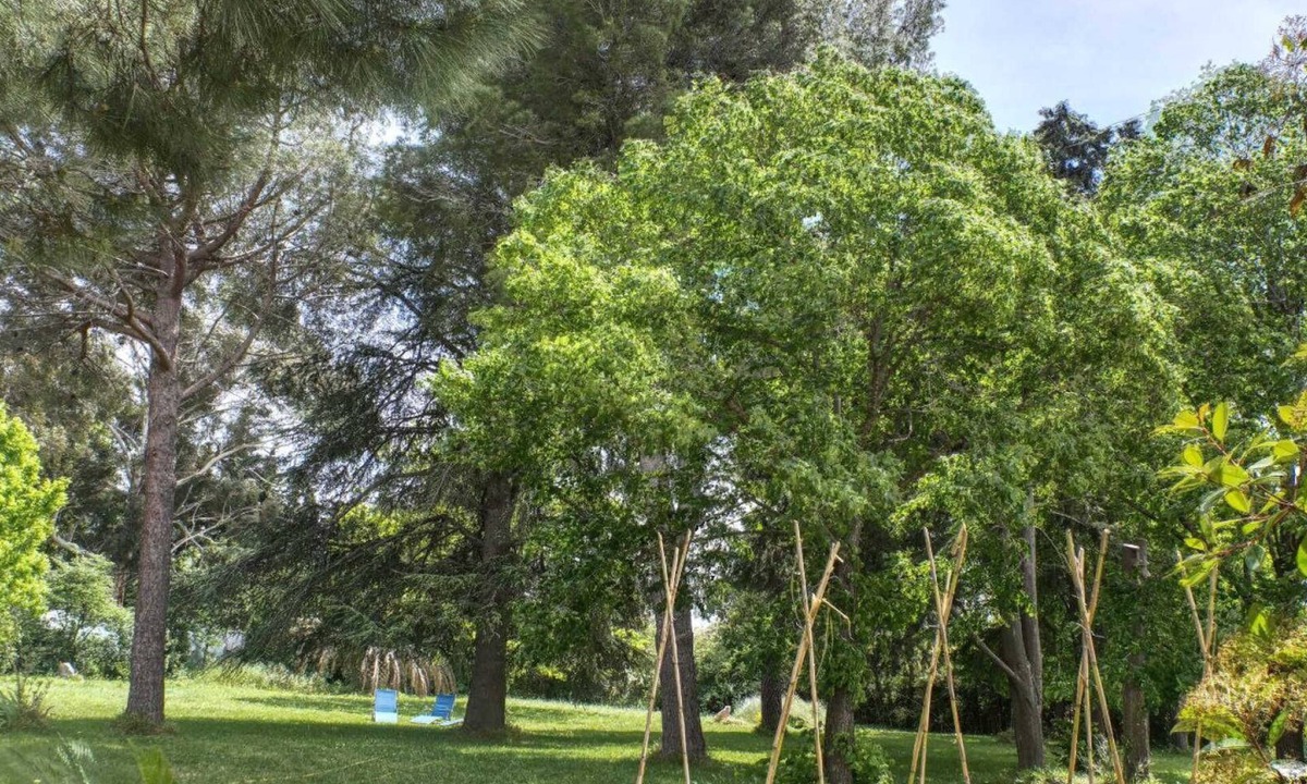 Latour-Bas-Elne House | The Lime Tree in the Parc de la Dame