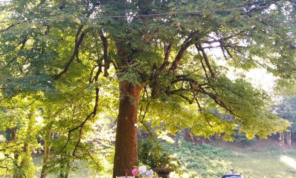 Le Bez House | The lime tree of Bressolles