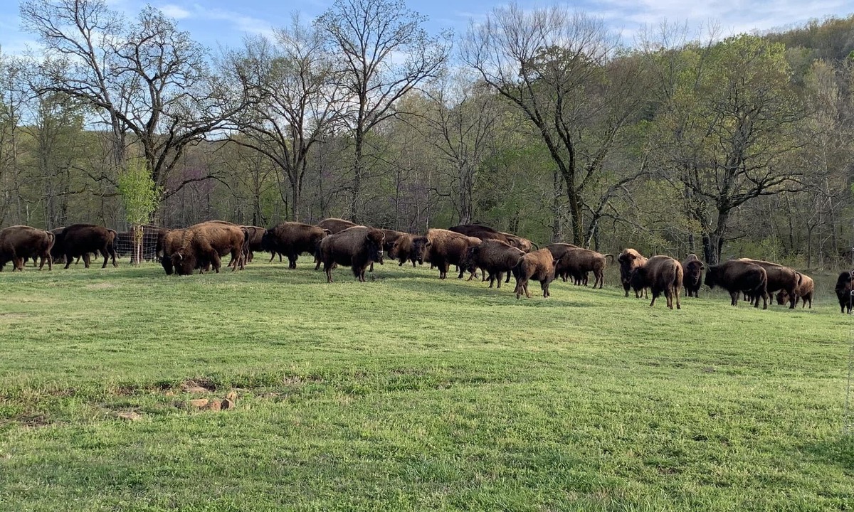Stilwell Cabin | The lodge at the 4300 acre Hunt Mill Hollow Ranch is a wildlife destination.