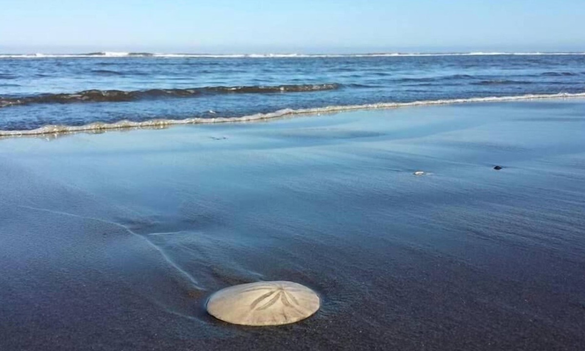 Copalis Beach Hotel | The Lowtide Motel