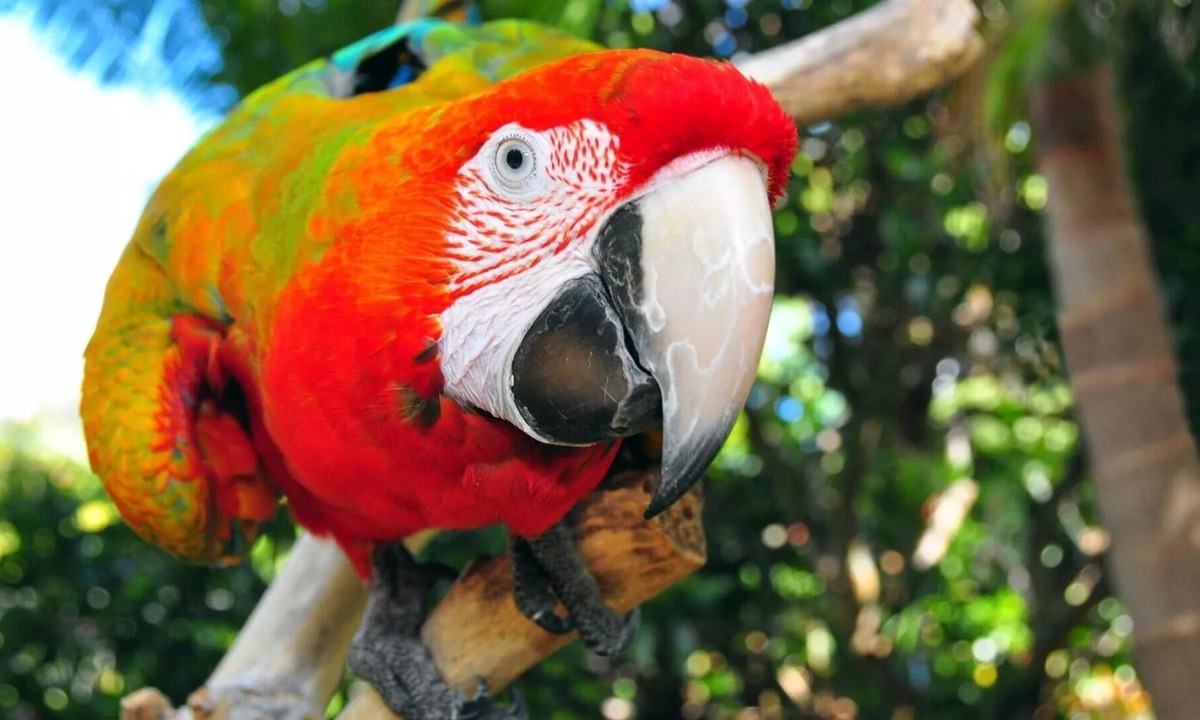 Kerikeri Apartment | The Parrot Place - Parrots Nest