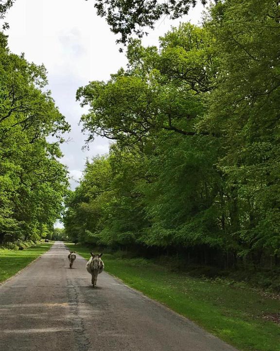 New Forest District House | The Squirrels