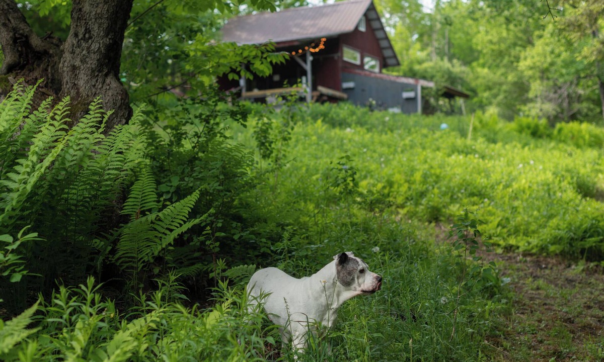 Marlboro Cabin | The Studio with a View. Bring your dog, too!