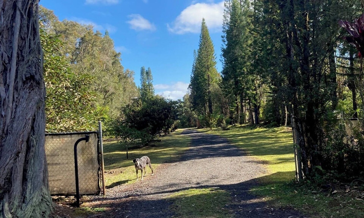 Fern Acres Cabin | Tiny home hosted by Neil