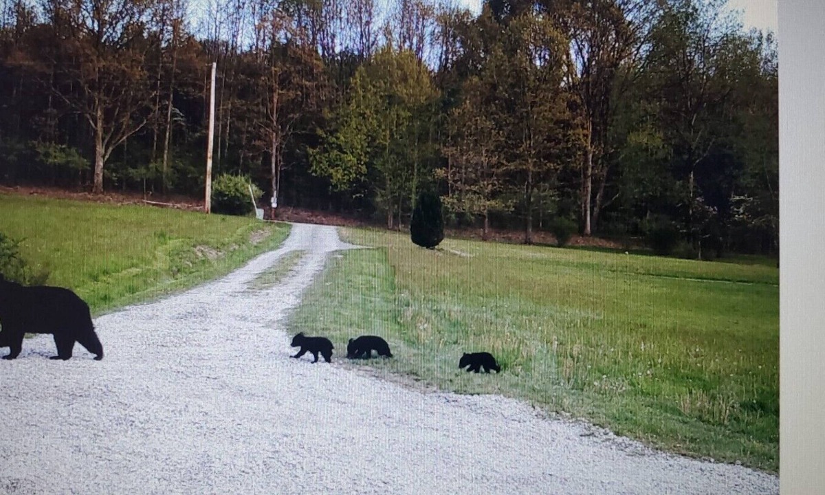 Towanda Cabin | Towanda Hunting Cabin on 35 Privately Owned Acres.