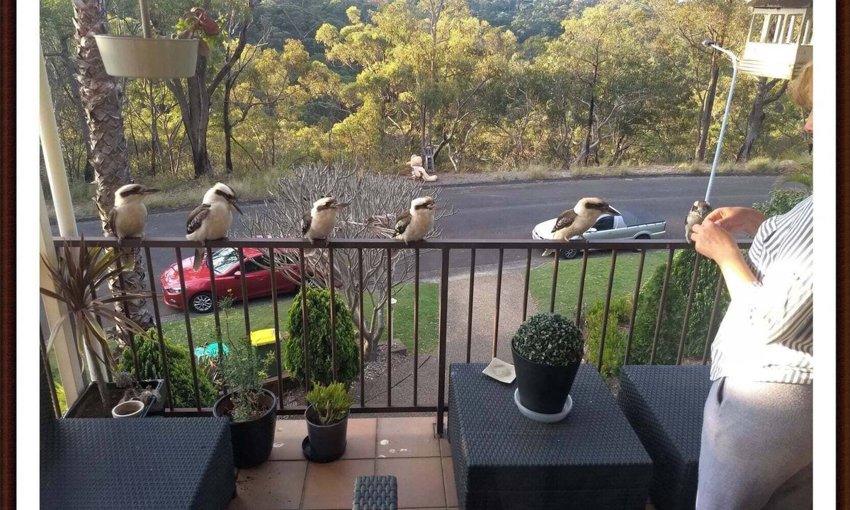 Illawong Apartment | Tree Tops Studio Bangor