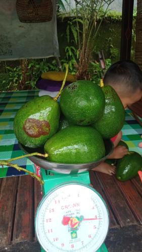 Sei Pinang Other | Tuan Ji