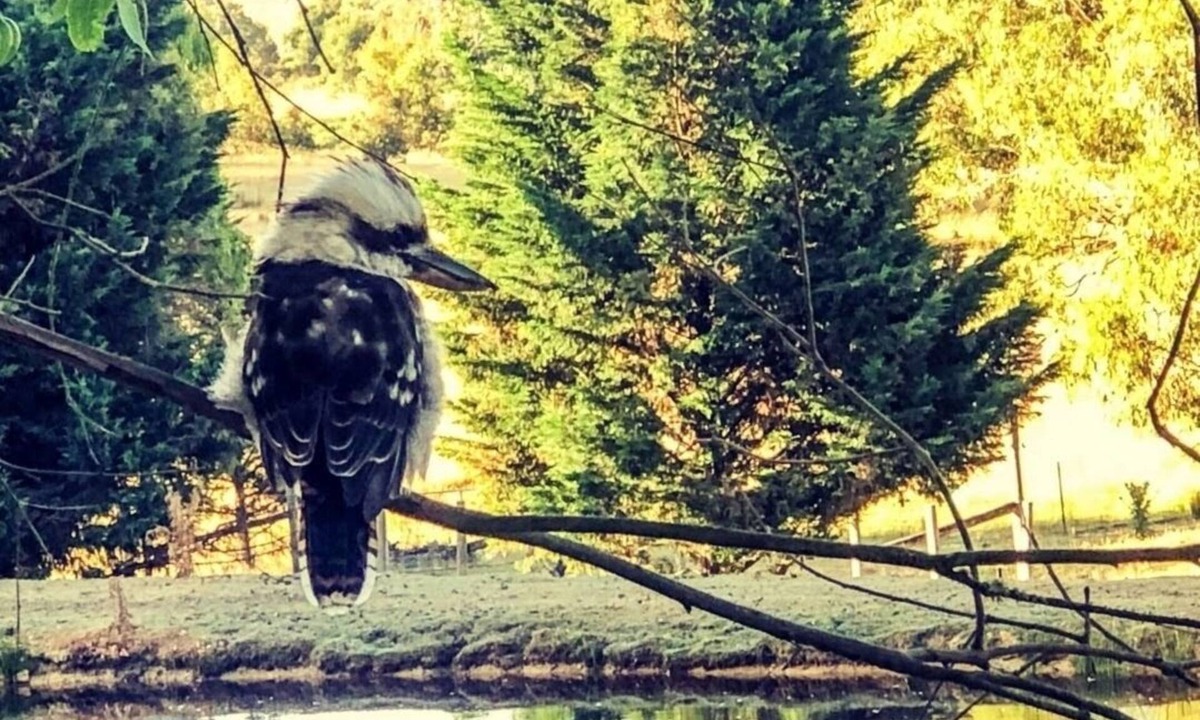 Durham Lead Cabin | Tullaburra Tiny Home Farmstay