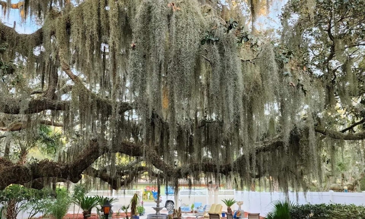 Tybee Island Bed & Breakfast | Tybee Island Inn