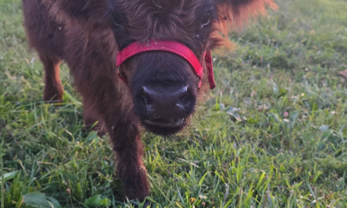 Randolph County House | Unique Farm Stay and Petting Zoo Barndominium Loft