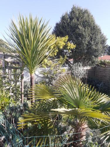 Saint-Jean-de-Monts Bed & Breakfast | Villa Les Palmiers