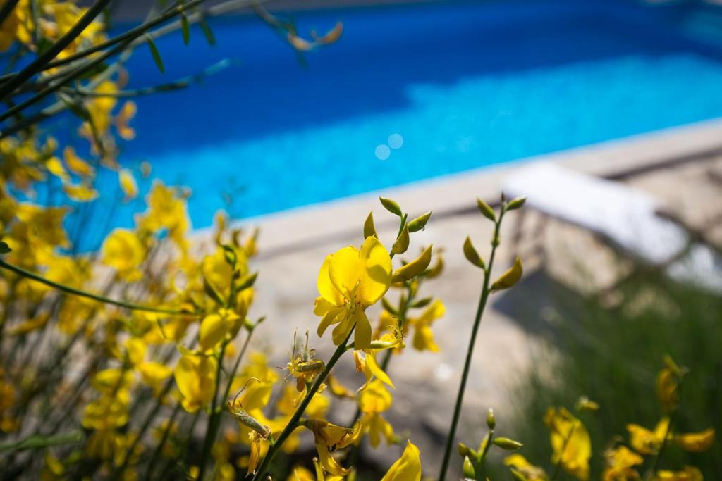 Nenadici Villa | Villa Menta 1