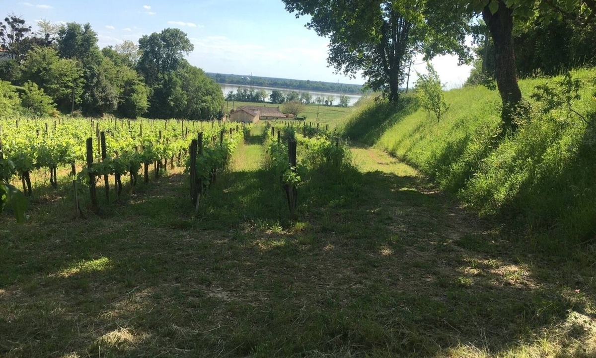 Bourg-sur-Gironde House | Vineyard house, on the estuary shore