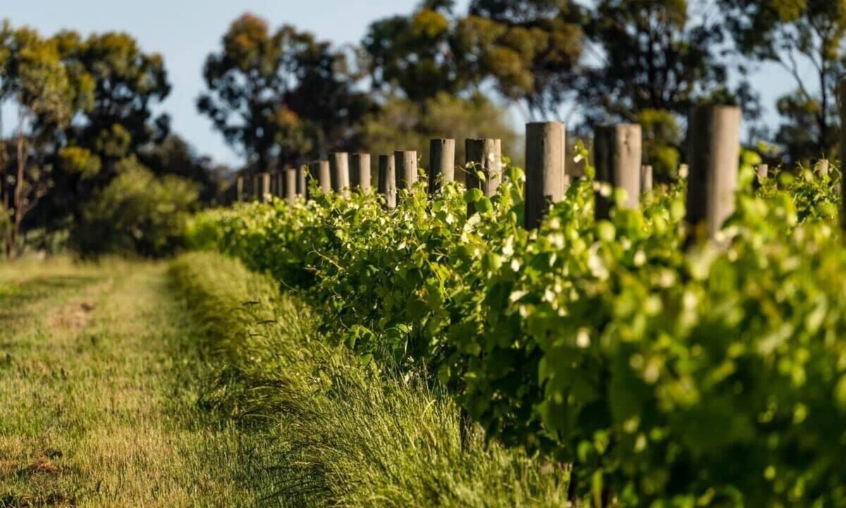 Toolleen House | Vineyard Retreat by Tiny Away