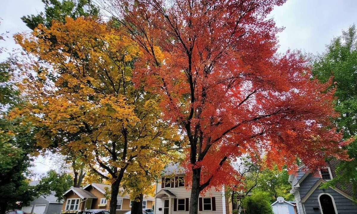 Ames House | Walk to Jack Trice Stadium and ISU! Fire Pit+Yard