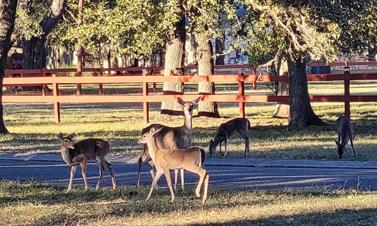 Boerne House | "Wanna see some DEER? Our Clean and Peaceful Guesthouse!
