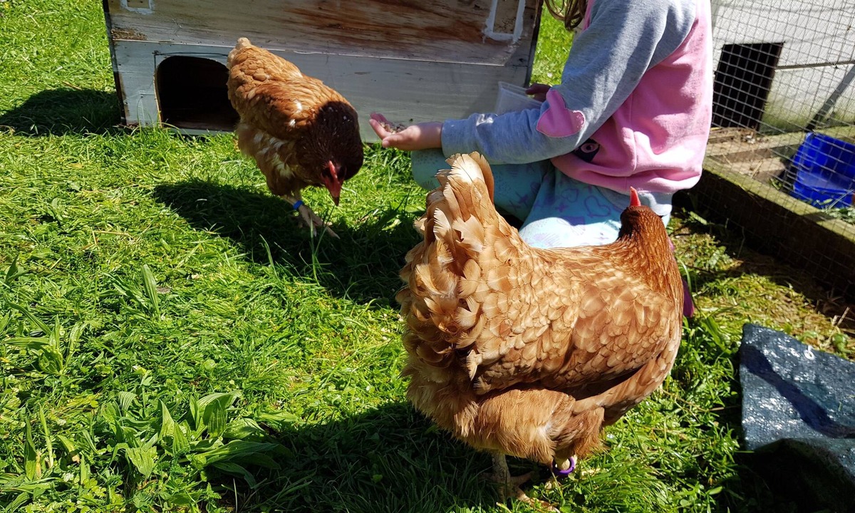 Hamurana Other | Warm calm peaceful Farmstay Rotorua with Wi-Fi (but kids don't need to know!)