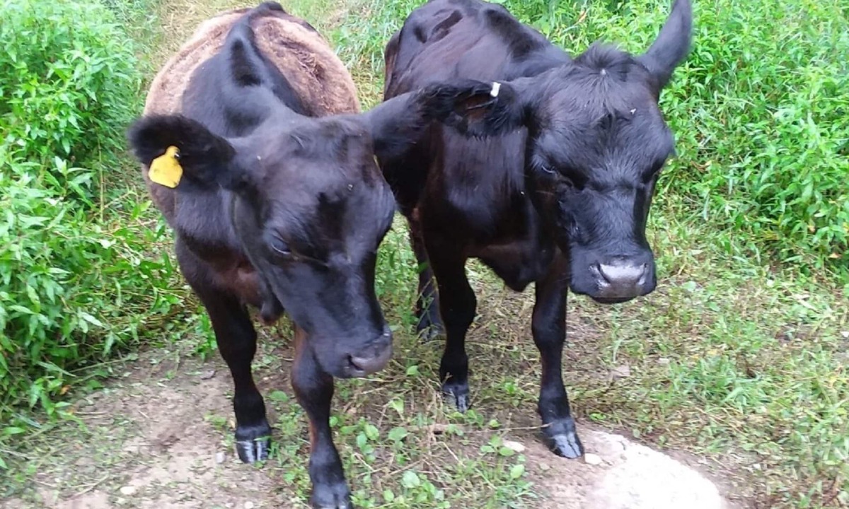 Stafford Other | Weekend Weddings on our Farm.