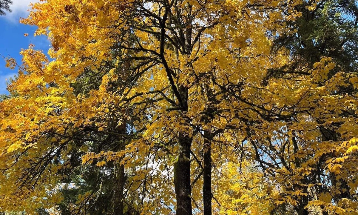 Union Hill-Novelty Hill Ski Chalet | Whispering Pines Farmhouse