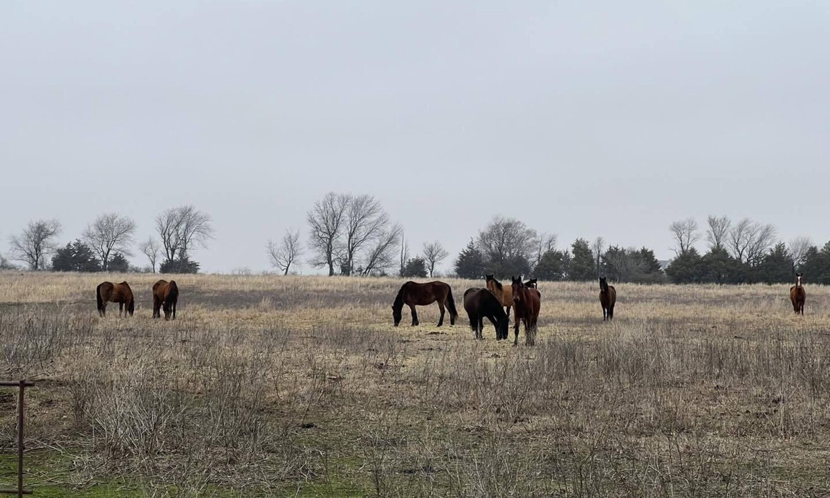 Vinita House | Wild Horse Hideout/Private Pool Country Living