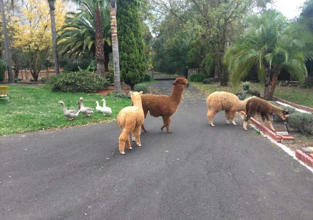 Wandin East Bed & Breakfast | Will's Wonderland B&B & Farmstay