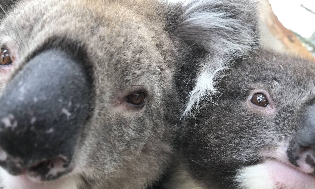 Willunga South House | Willunga bush retreat