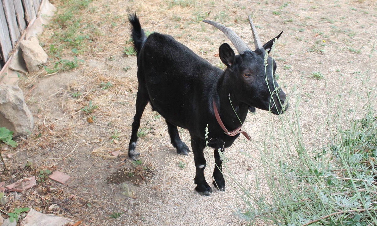 Cavillargues Cottage | without right angles and a little bizarre: original accommodation for individualists