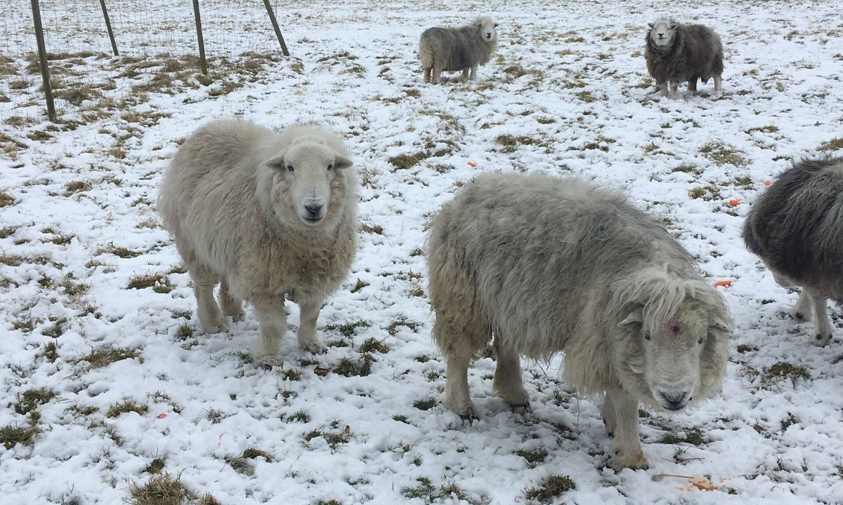 Madingley Apartment | Woodfield House