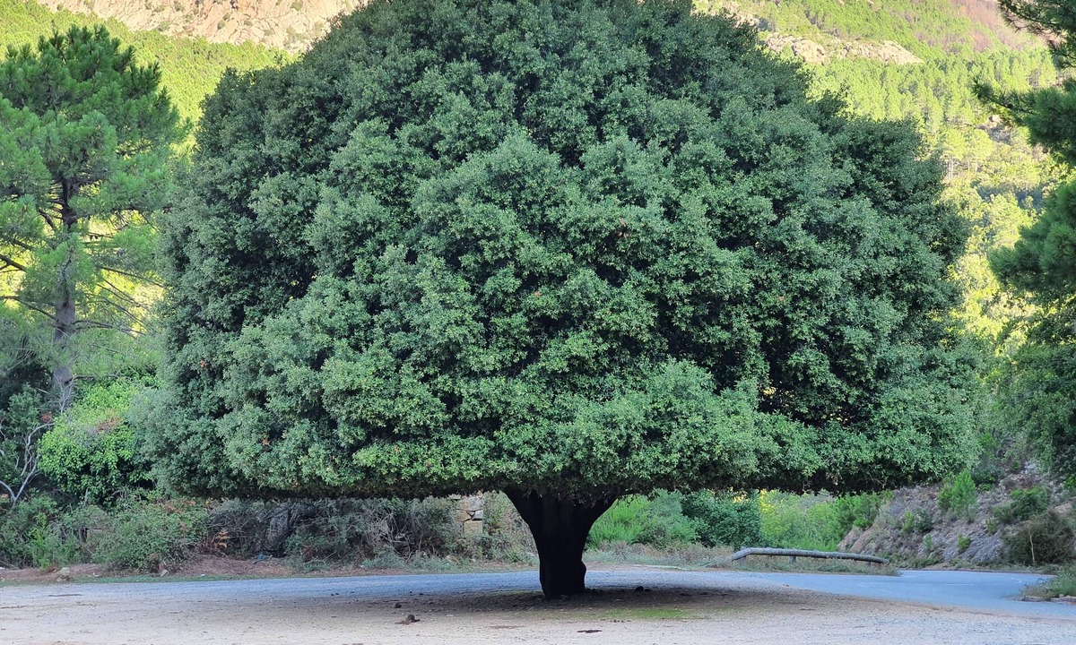 Allouis Ski Chalet | Zen interlude