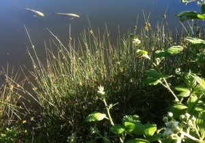 2 bedroom accommodation in Halwill Junction, near Beaworthy