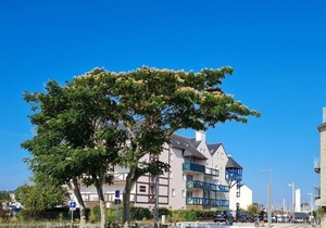 3-room apartment on the ground floor for rent