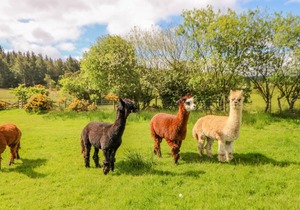 Cabin ∙ 2 bedrooms ∙ 5 guests