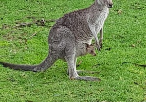 Cabin 3-Emerald Park