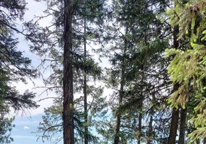 Campsite #1 with Lake Access