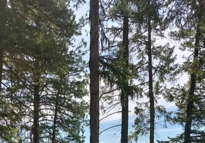 Campsite #1 with Lake Access