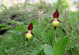 Charming house in the heart of the Gorges du Tarn.