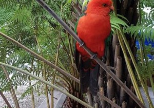 Eildon Parkview Motor Inn Room 5