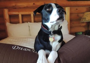 Fantastic Escape! 3 Great Wooden Cottages, Close to Attractions