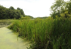 Gateway to Cape Cod Vacation Cottage 10