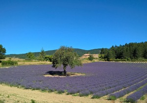Maison de village ressourçante au cœur de Montbrun les bains