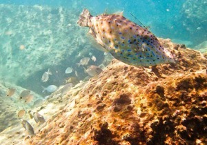 Marriott's Oceana Palms. Gorgeous Oceanfront resort.