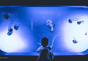 Nemo Cay Resort D142K Poolside