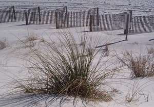 Sandprints, Sea and Sunshine