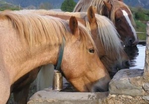 Self catering Can Tubau for 20 people