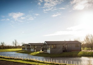 Silver Birch - UKC4529