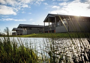 Silver Birch - UKC4529