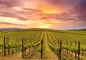 Silverado Resort and Spa 271